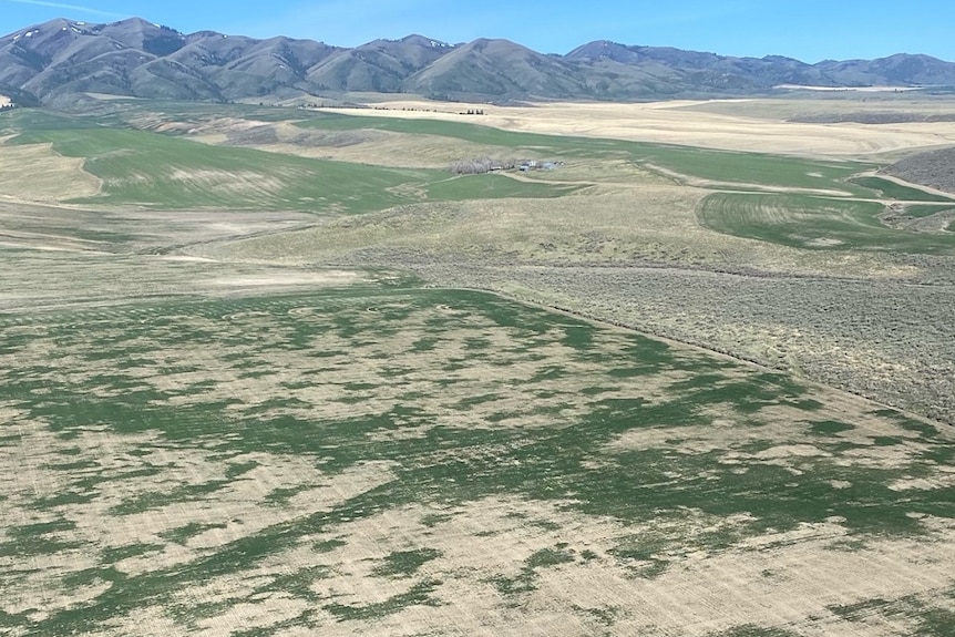 Aerial shot of grain field in Idaho in the US.