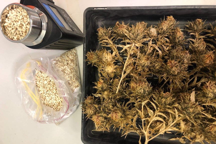 A tray of brown spiky flowers on a table, beside a plastic bag and black scientific device filled with seeds.