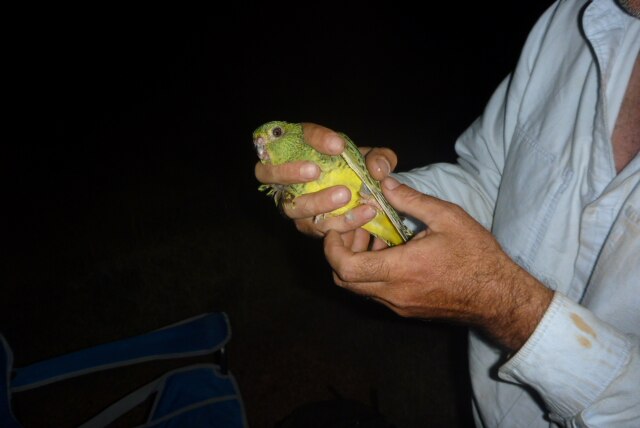 Dr Steve Murphy holds the rare night parrot.