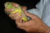 Dr Steve Murphy holds the rare night parrot.