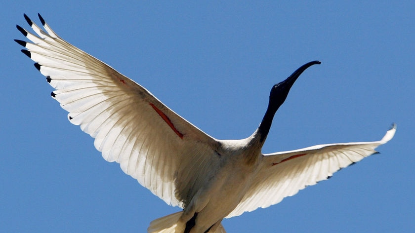 Ibis glides through the air