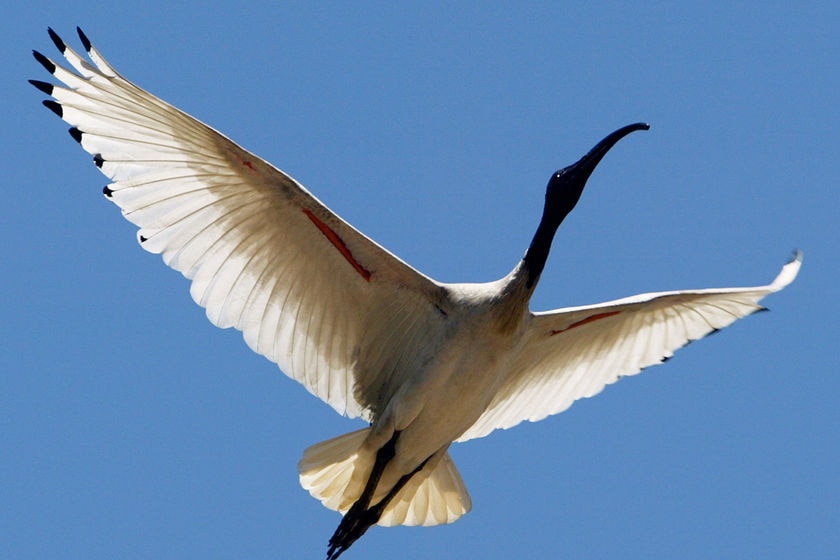 An Australian white ibis glides through the air in Sydney.