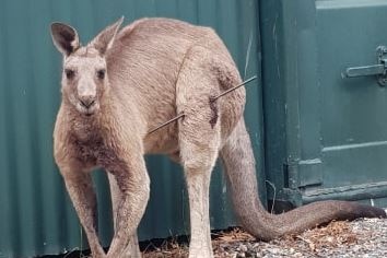 A kangaroos stands in front of a wall with an arrow in his leg.