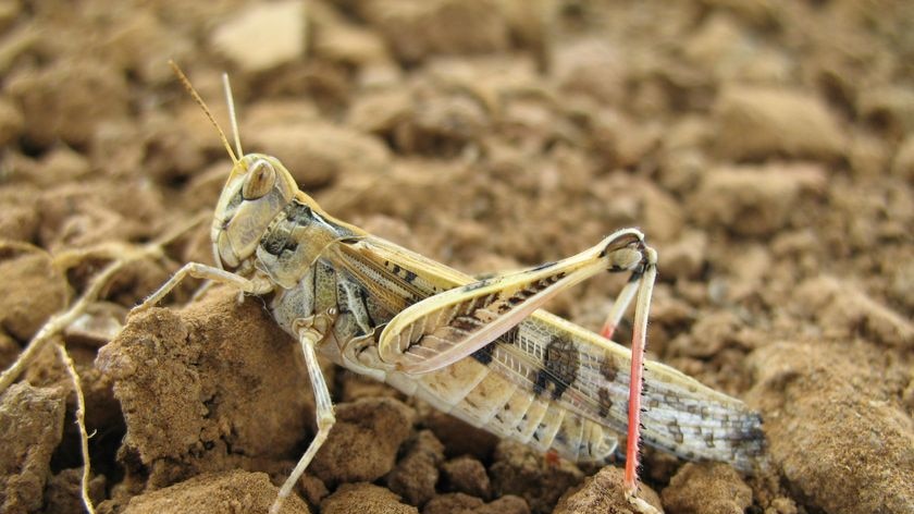Locust activity reported in New South Wales