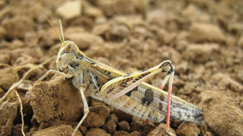 On the move... locusts reach Melbourne.