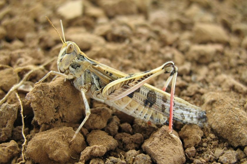 Locust