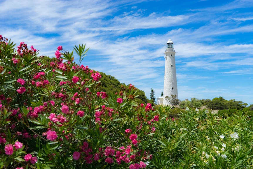 Pink flowers grow on Rottnest Island with a white lighthouse in the background