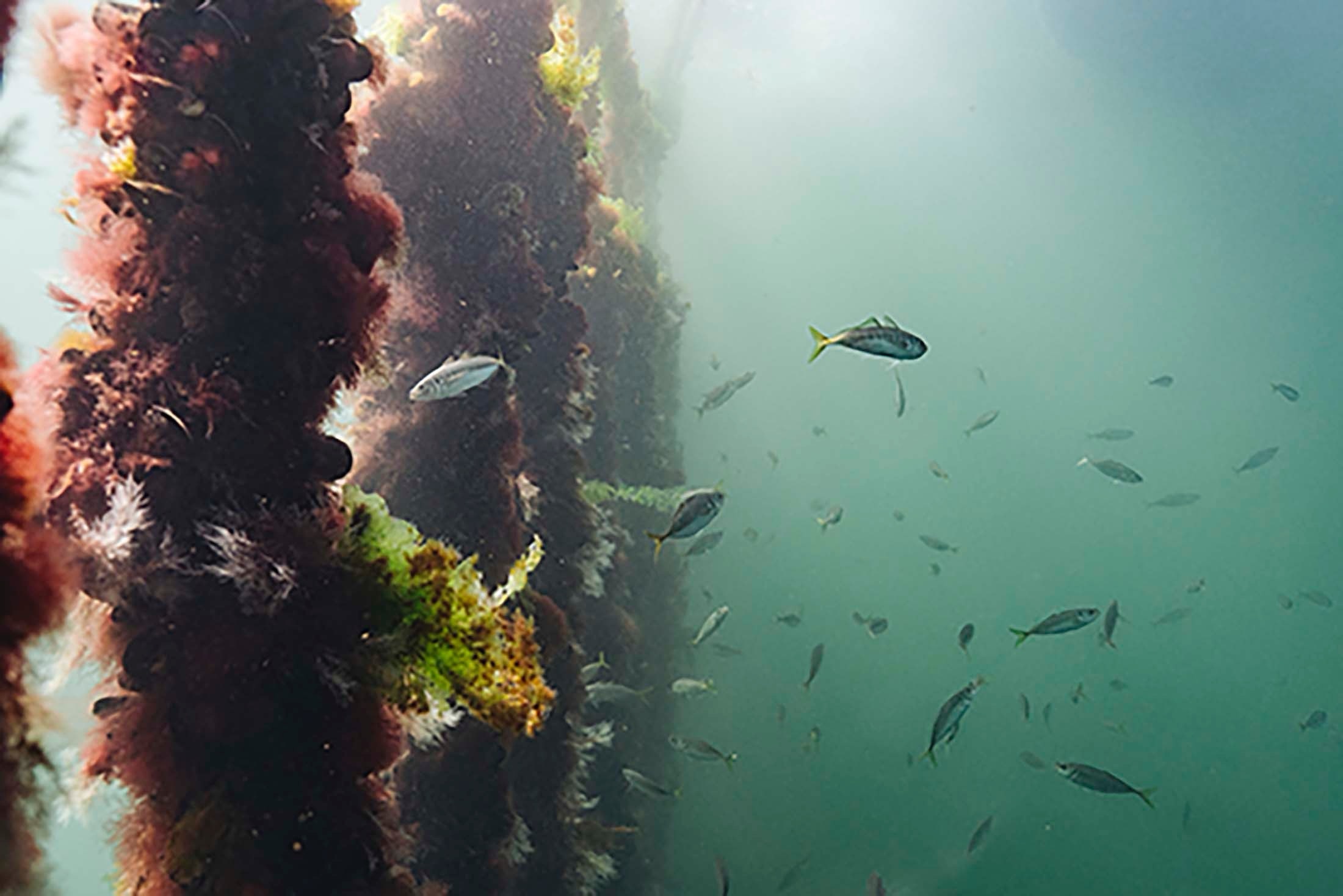 fish swim between mussel ropes