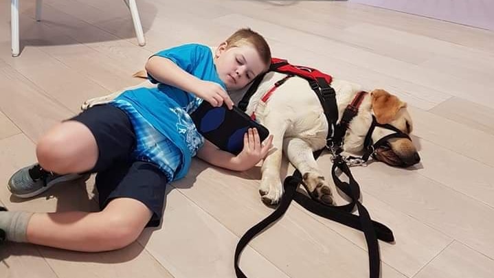 A young boy laying on the ground on top of a yellow labrador