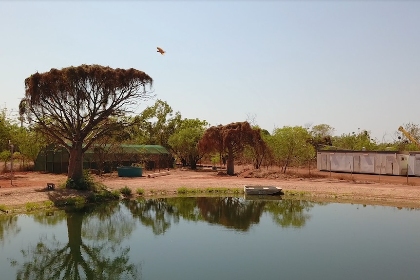 An aquaculture pond with a boab tree behind it