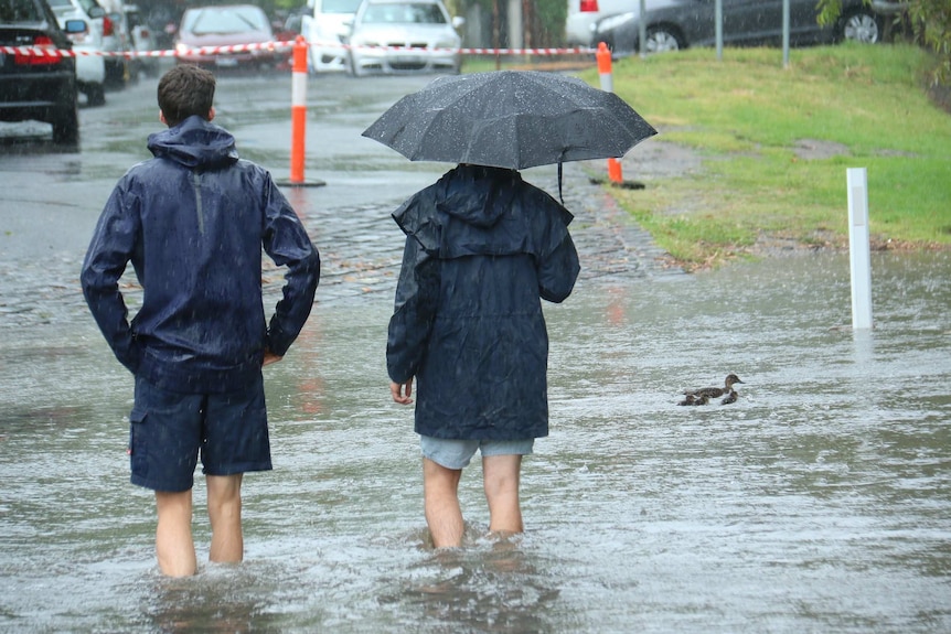 Two men in raincoats wade through a large pool of water in a suburban street as a duck paddles past.