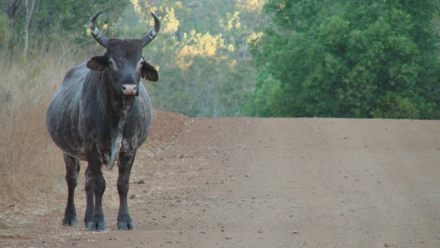A lone bull stands on a dirt road with trees in the background.