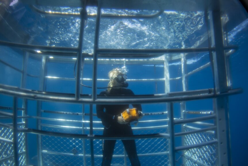 A man with blonde hair in a black wetsuit stands in a shark cage underwater with a yellow video camera.