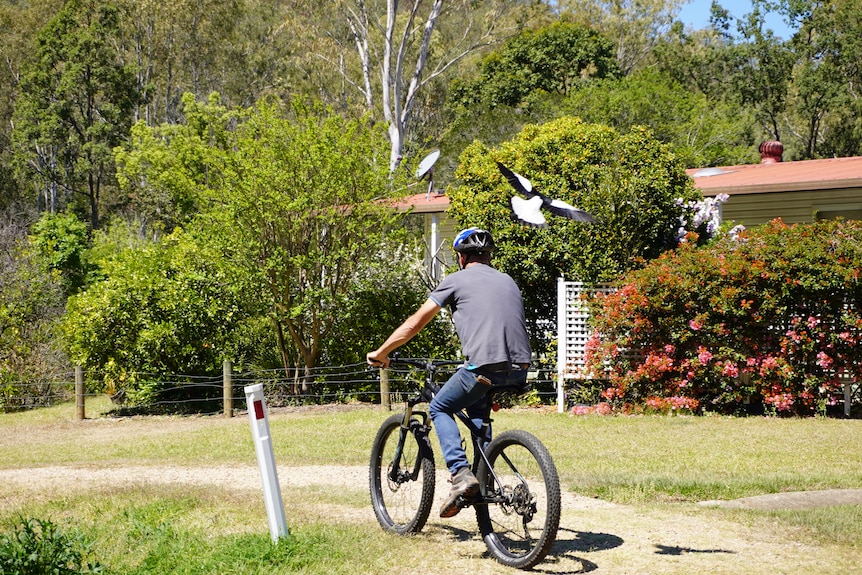 A man riding a bicycle gets swooped by a magpie