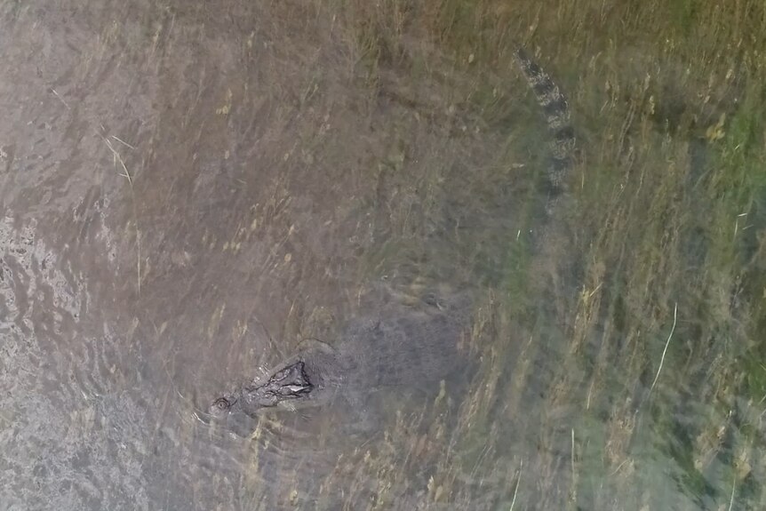 An aerial shot of a crocodile in green weeds