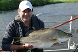 Fisheries officer holding barramundi on Hazelwood pondage