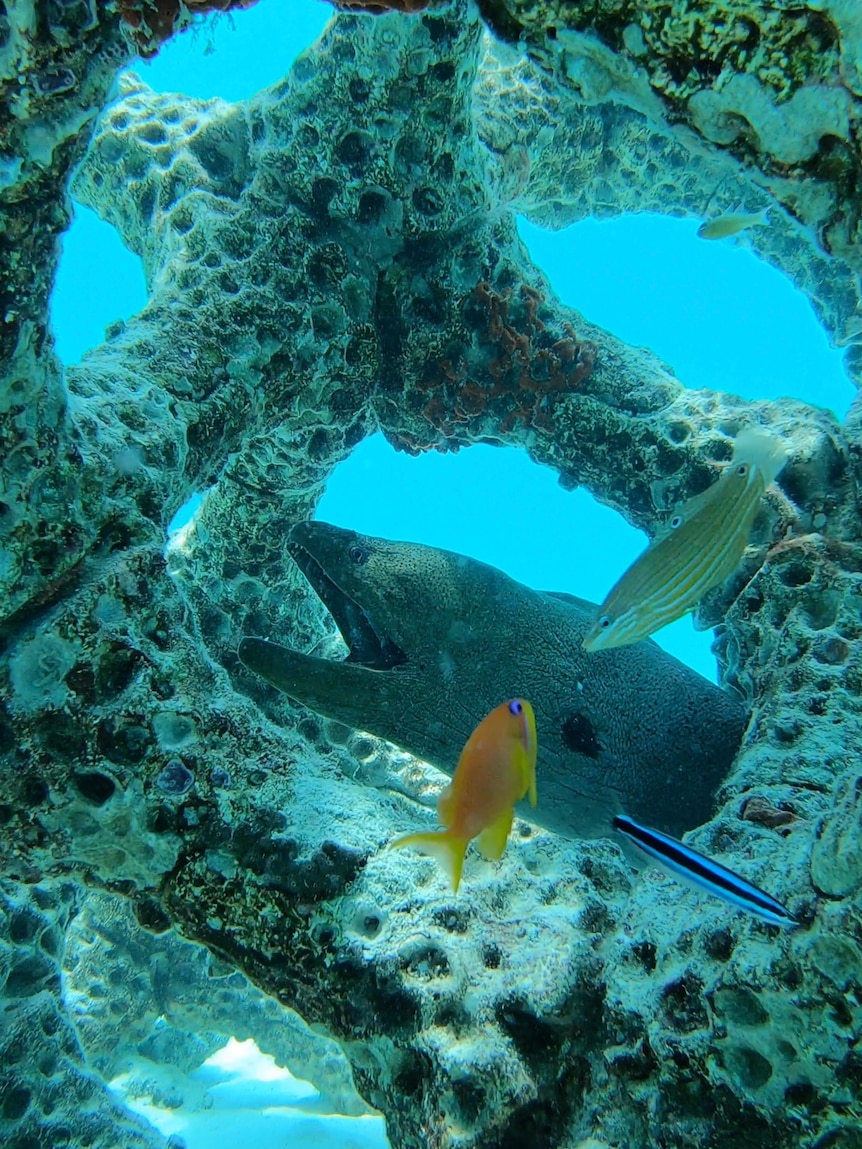 Underwater in cyan blue waters, you see an eel with its mouth open within a coral-like artificial structure.