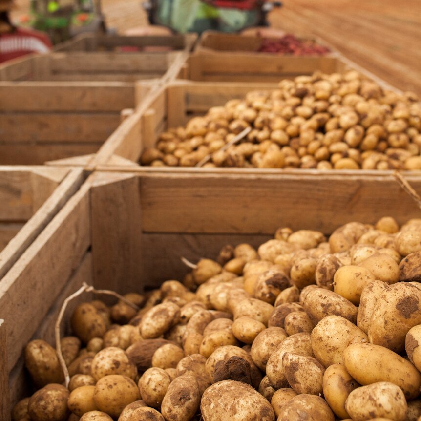 A crate of potatoes on a farm. 