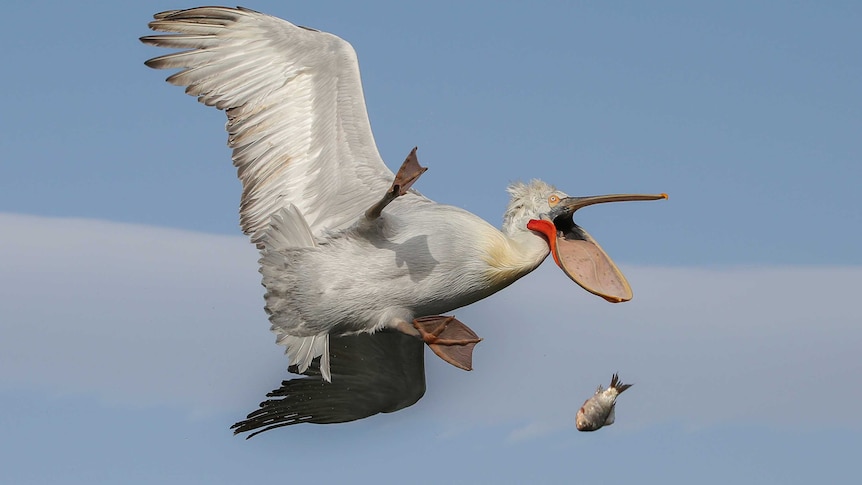 A pelican drops a fish in mid-air.