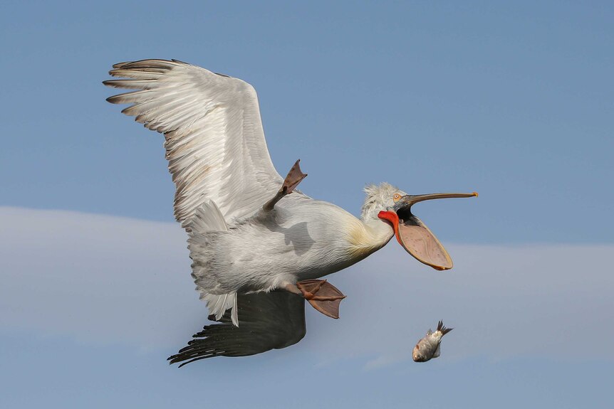 A pelican drops a fish in mid-air.