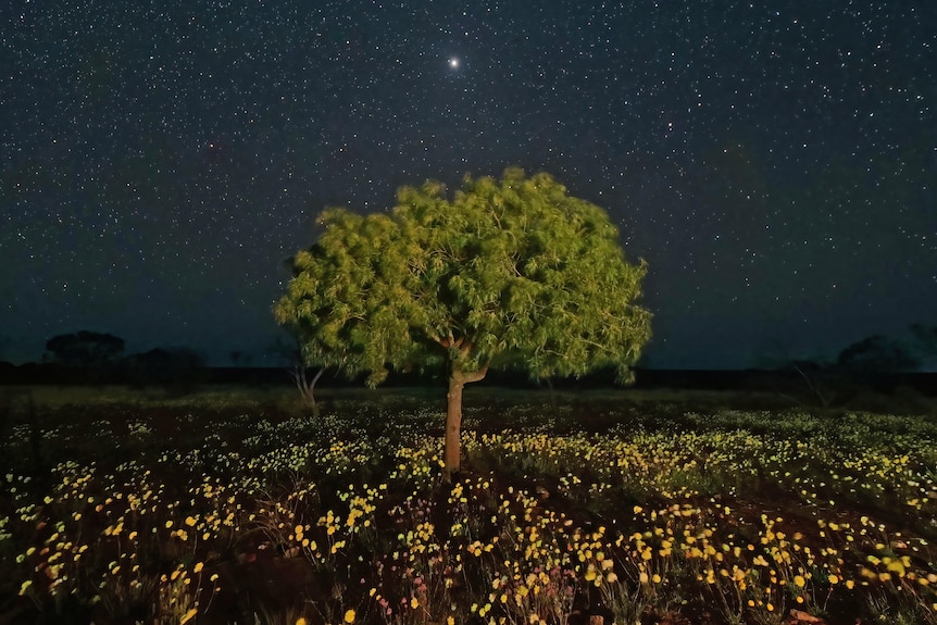 A kurrajong tree sits around yellow wildflowers at night under the stars