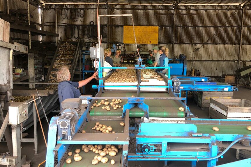 Workers in a shed with conveyor belts grading potatoes.