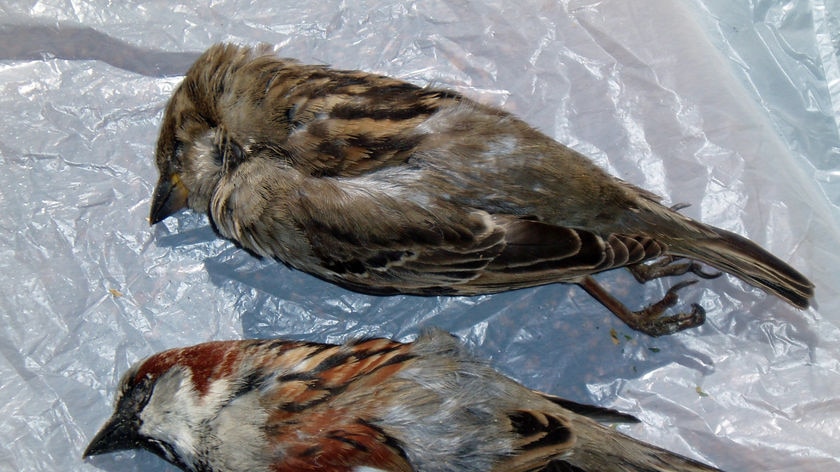 Male and female sparrows found dead in southern Tasmania.
