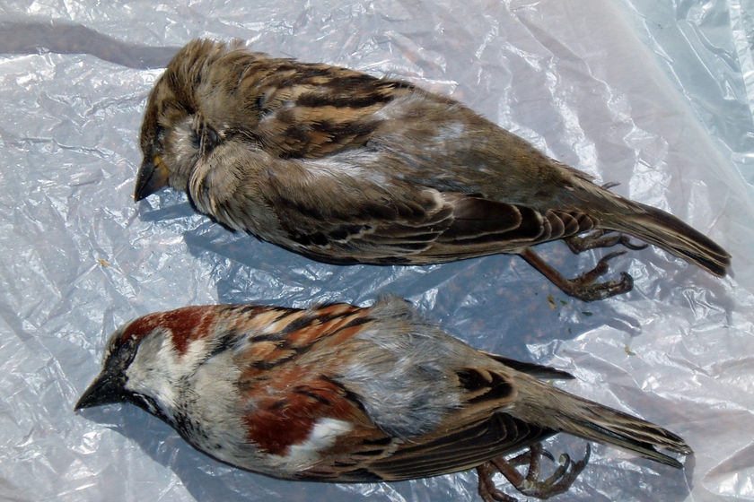 Two dead sparrows lie side by side on a piece of plastic.