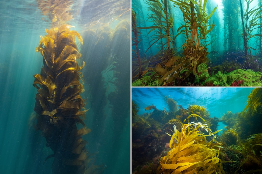 Three underwater waters of golden leaves on seaweed