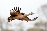 Australian bustard flying with wings fully spread