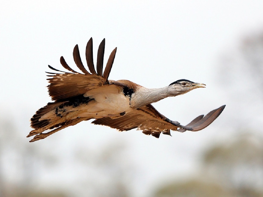 Australian bustard flying with wings fully spread