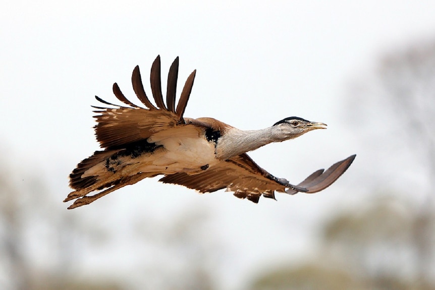 Australian Bustard flying with wings fully spread