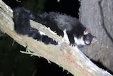 A possum clings to the bough of a tree at night.