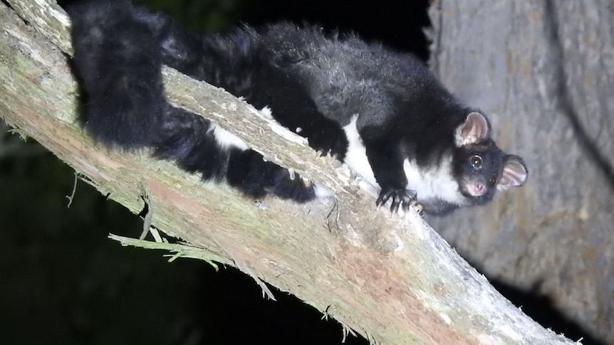 A black fluffy possum with a long tail and white chest is perched on a tree limb, lit by a spotlight in the dark.