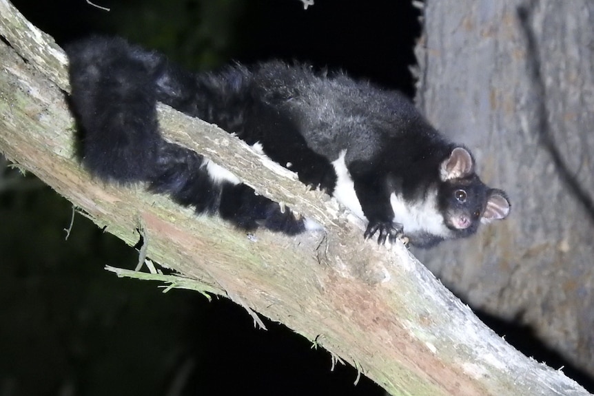 A black fluffy possum with a long tail and white chest is perched on a tree limb, lit by a spotlight in the dark.