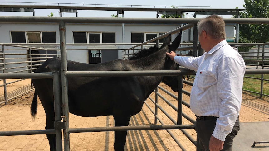 Man standing next to black donkey in yards