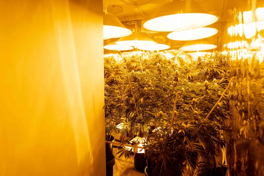 hundreds of cannabis plans sit in a room under big lights.