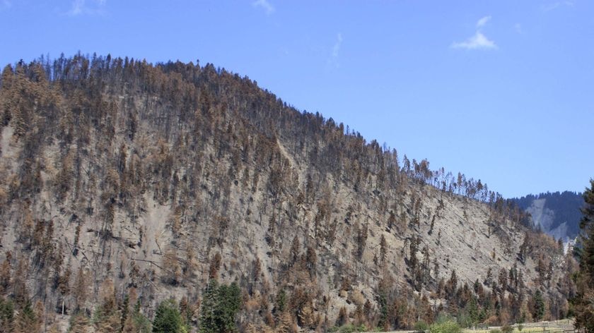 Burnt trees, the result of bushfires, sit on the edge of the Borjomi-Kharagauli national park