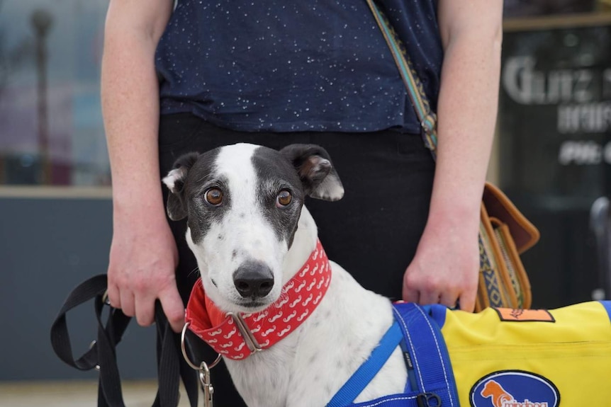 Avery is held on a harness by his owner Emily.