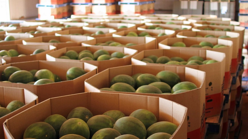 watermelons in boxes