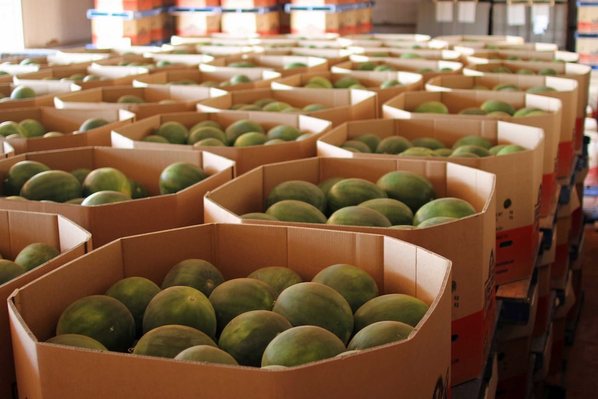 watermelons in boxes