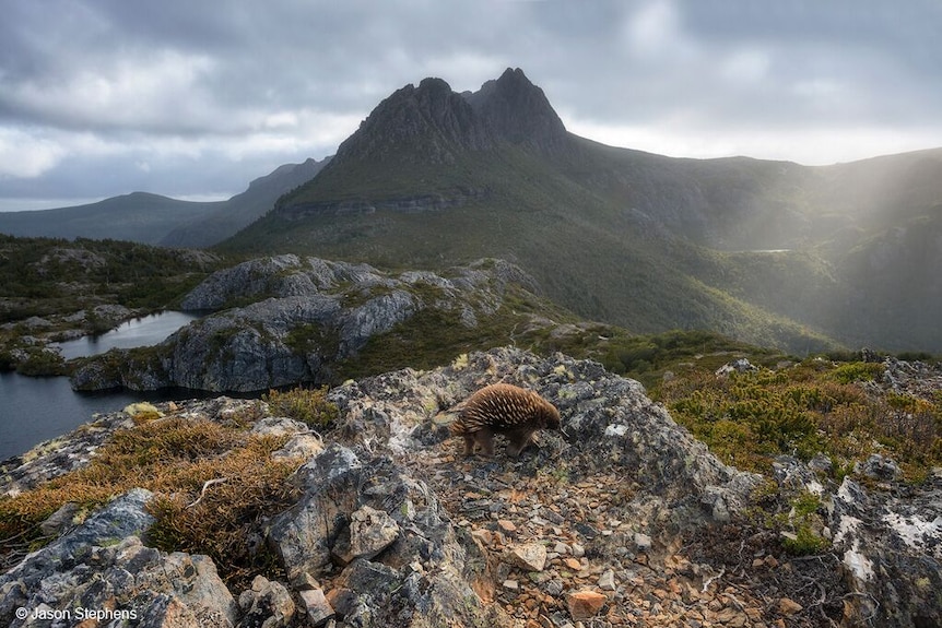 Jason Stephens' entry, Happy wanderer, captures a short-beaked echidna with a mountainous landscape in the background
