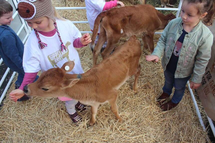 Children feed some Jersey calves.