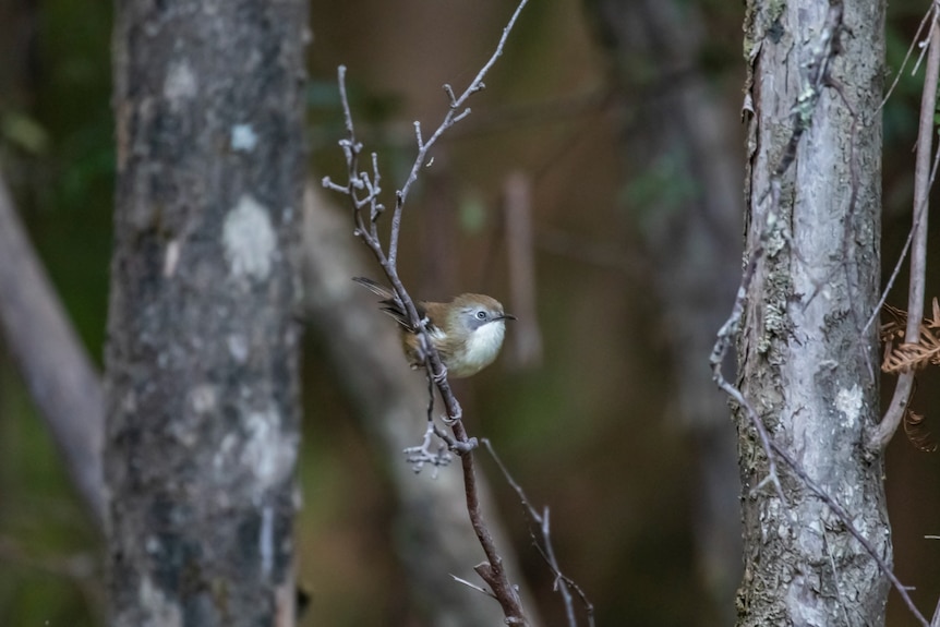 A small brown bird in the bush