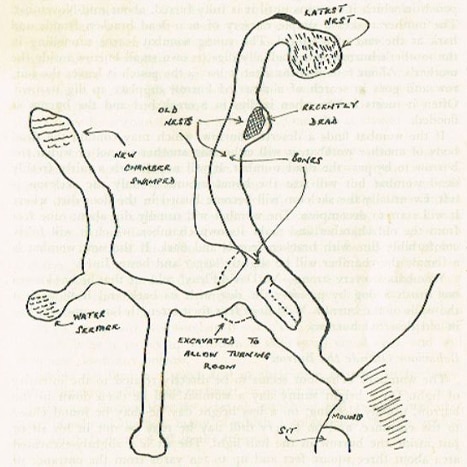 A drawings by schoolboy Peter Nicholson of a wombat burrow he explored.