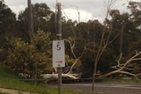 Strong wind brings down tree in Eltham