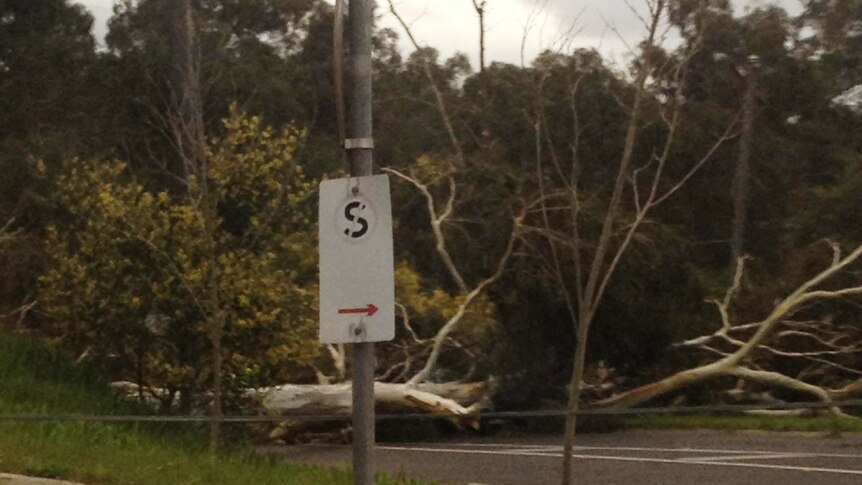 Strong wind brings down tree in Eltham