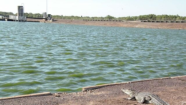 saltwater crocodile sunbaking alongside sewerage pond.