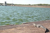 saltwater crocodile sunbaking alongside sewerage pond.