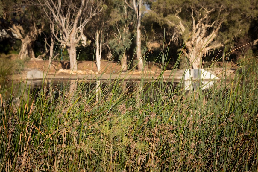 Baumea articulata, a native jointed twig rush, at Eric Singleton Bird sanctuary